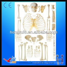 ISO-disartikuliertes Skelett mit Schädel menschlichem Skelettmodell